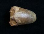 Cretaceous Fossil Crocodile Tooth - Morocco #10048-1